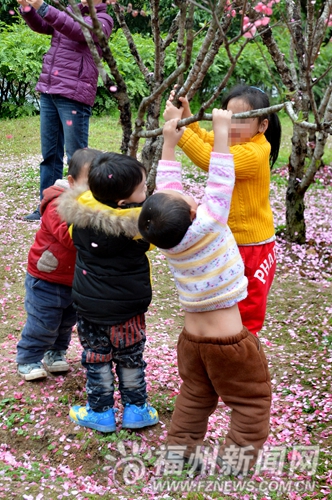 拍照為取景搖落“桃花雨”　稱“花總是要落的”