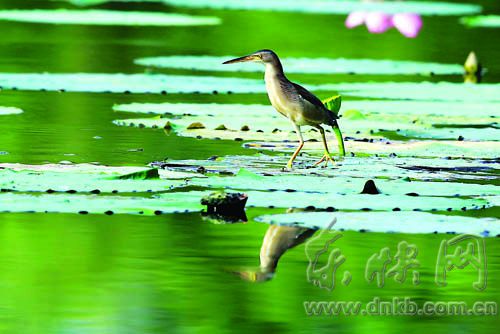 福州最全觀鳥路線圖新鮮出爐 20處觀鳥點布榕城