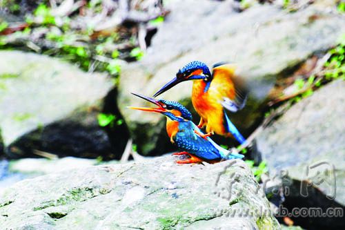 福州最全觀鳥路線圖新鮮出爐 20處觀鳥點布榕城