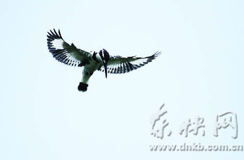 福州最全觀鳥路線圖新鮮出爐 20處觀鳥點布榕城