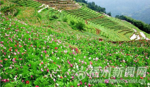 2015年福州踏青地圖出爐 家門口即可賞爛漫春光