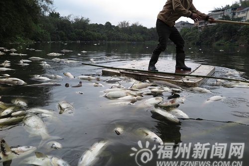 閩侯竹岐一魚塘數千斤魚暴死　疑因附近豬糞入水