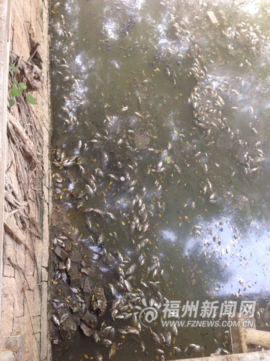 晉安河北段大量羅非魚死亡　專家：水下氧氣不足
