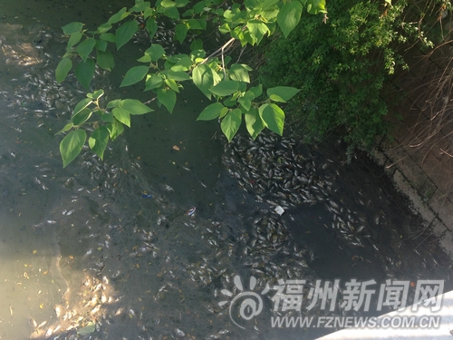晉安河漂浮大量死魚惡臭難聞　疑因停止補水造成
