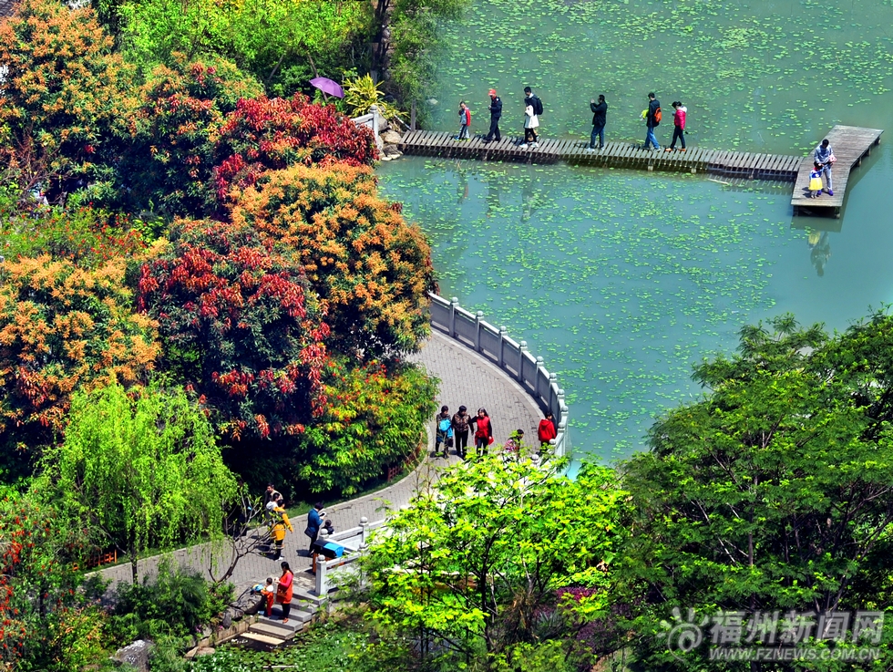 榕城四月春色競(jìng)妖嬈　羊蹄甲花開(kāi)西湖畔柳枝輕揚(yáng)