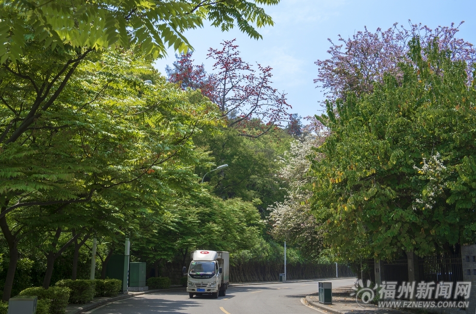 榕城四月春色競妖嬈　羊蹄甲花開西湖畔柳枝輕揚