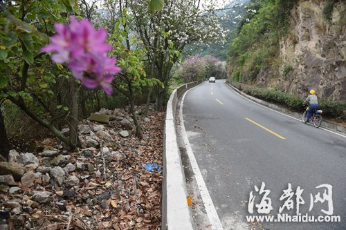 渣土侵襲最拉風山路　鼓宦公路綠化帶“很受傷”