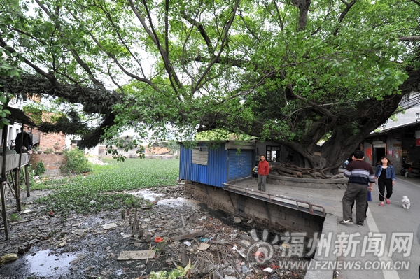 200歲“連理榕”身處工地待保護 千年紅榕生蟲病