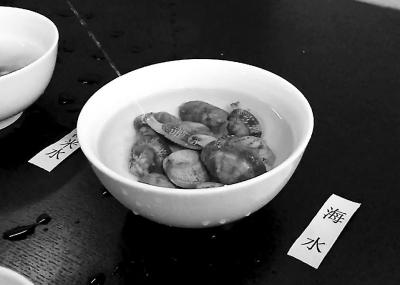 廚房新手苦惱花蛤吐沙　實驗說明海水浸泡最靠譜