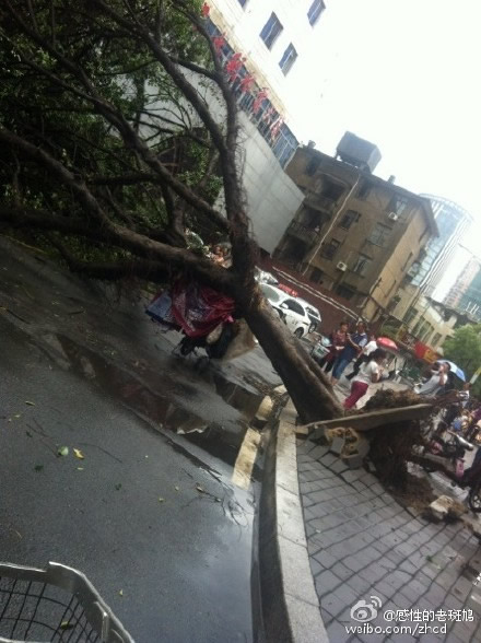 狂風(fēng)暴雨突襲榕城　多處行道樹廣告牌路牌被刮倒