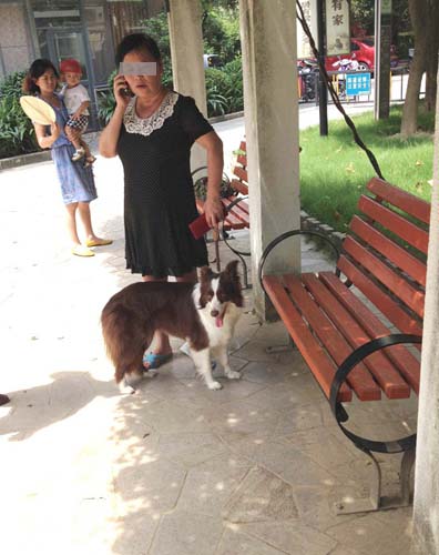 咬人的邊牧犬（居民供圖）
