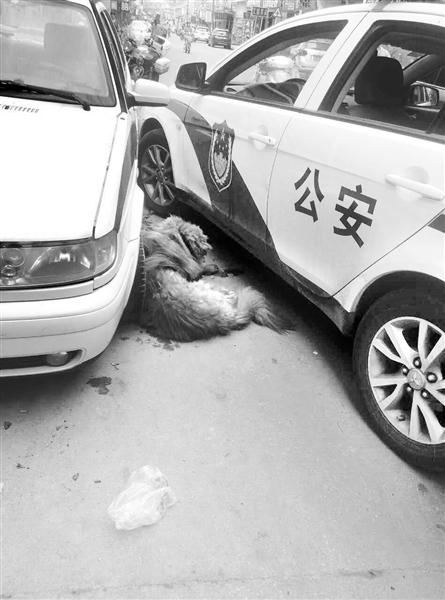 小區(qū)內(nèi)大狗連傷兩人 警方:涉事狗主最高罰五百