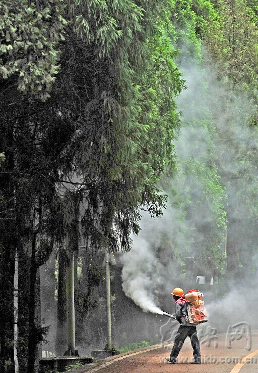 福州最美山路柳杉林遭毛蟲侵食　
