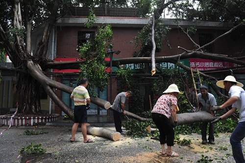 福州晉安區(qū)長河路：榕樹腰折壓馬路