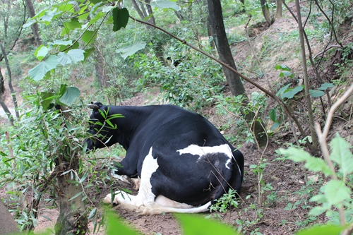 公園內養著奶牛