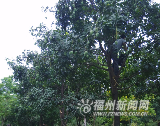 亂騎車摘芒果　福州光明港公園不文明行為煞風(fēng)景
