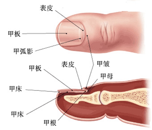 閩侯男子指甲下長綠豆大瘤子　手指碰到涼水就疼