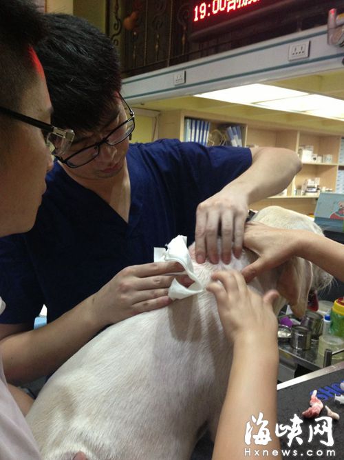 狗狗頸部起了膿腫（受訪者供圖）