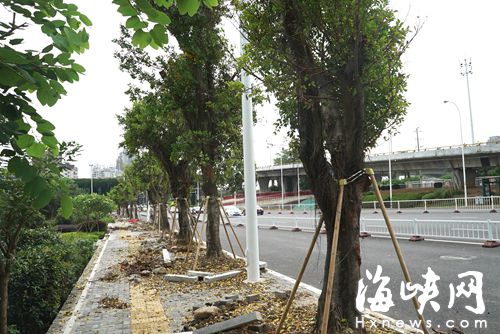 江濱西大道省電視臺路段修好后，修路前移走的行道樹又移植了回來