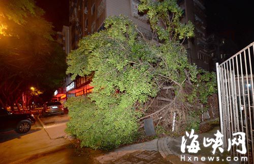 楊橋路口腔醫(yī)院旁，大樹倒了沒人處理