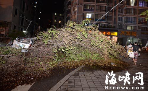 北二環斗門高架橋旁，樹倒了一周無人處理