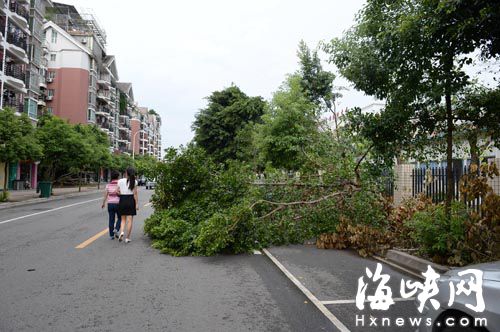 桔園一路，樹倒在了機動車道上，一直無人處理