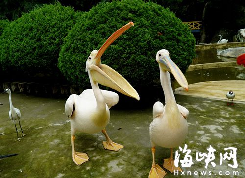 這對鵜鶘多年來一直形影不離