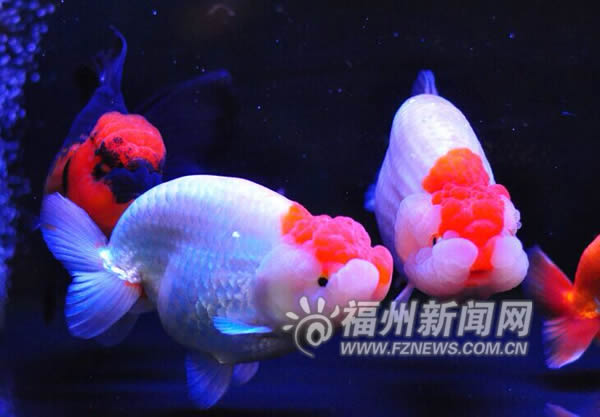 “高大上”漁博會(huì)9月開(kāi)幕 超百萬(wàn)名貴魚種將亮相