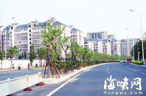 金洲南路部分路段，綠化分車帶已種上樹?