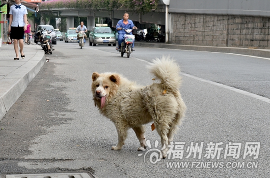 福州城市養犬管理條例草案一審 擬每戶限養一只