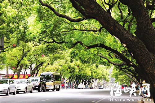 鼓屏路改造前，綠蔭蓋滿整條路