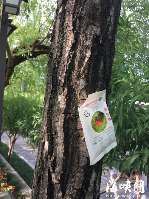 西湖公園大樹上，掛著裝有捕食螨的紙袋