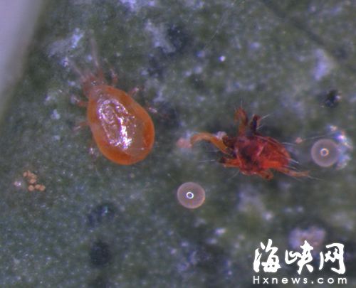 捕食螨只有針尖大小，肉眼很難發現（資料圖）