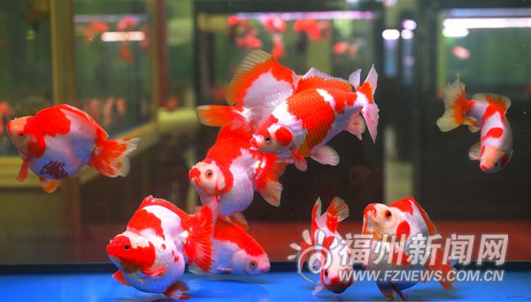 看魚王、品魚丸、賞草缸　漁博會(huì)今日開(kāi)幕亮點(diǎn)多