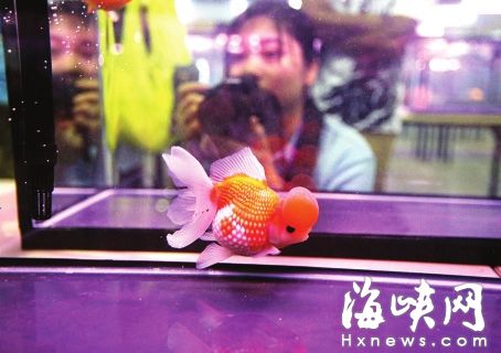 選一只“金魚王”要從多個(gè)方面來(lái)判斷