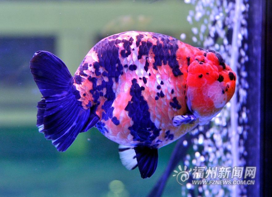 新一代“金魚王”誕生:為一尾憨態可掬的虎紋花蘭壽