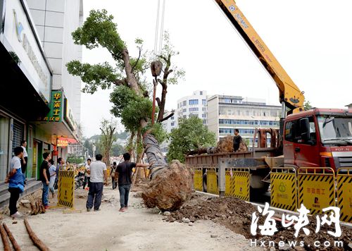 首批13棵樟樹，昨運至鼓屏路