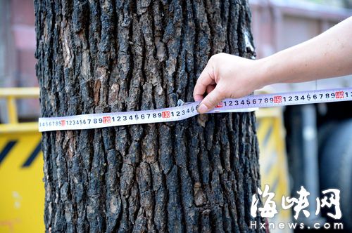 記者現場測量，其中一棵樟樹，樹干周長1.32米