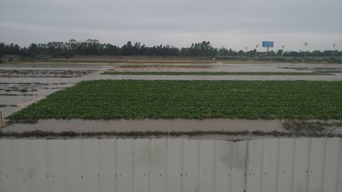 海水倒灌福州長樂機場排水渠　近三百畝農田被淹