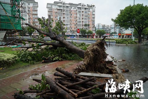福州倉前路，一棵大葉榕被連根拔起