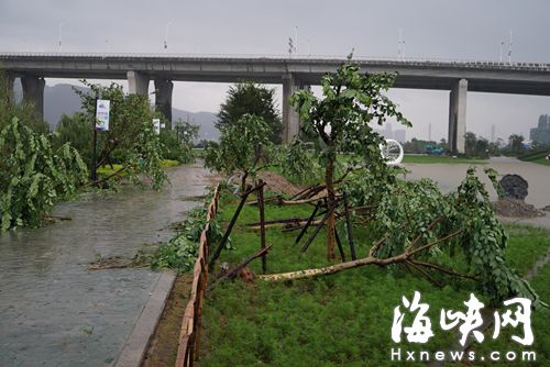 花海公園，成排的樹木倒伏