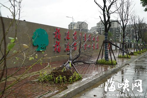 省立金山醫院門口，多棵新種的行道樹被吹倒