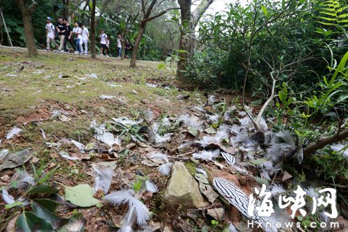 白鷴的羽毛在公園角落散落一地