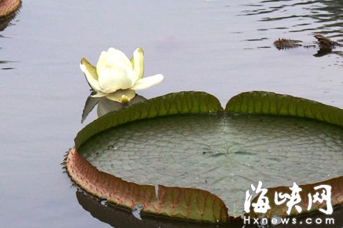 福州茶亭公園王蓮秋季開花　一年僅三天時間賞花