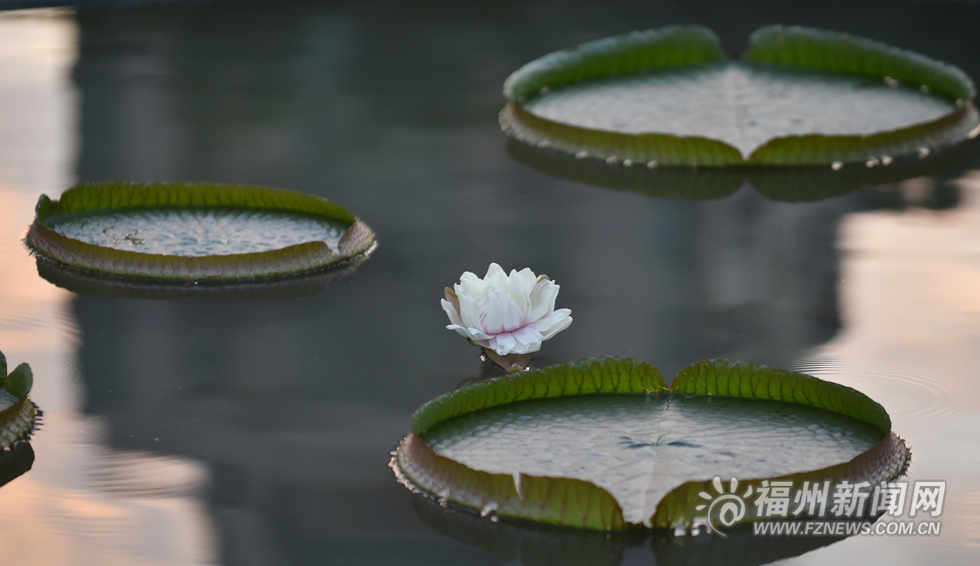 茶亭公園王蓮花開 花瓣會變色、只有3天花期