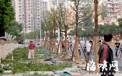 銅盤路軟件園往東方向右側已增種一排行道樹  