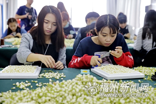 青運(yùn)會(huì)禮儀用花凸顯福州元素　茉莉體現(xiàn)榕城特色