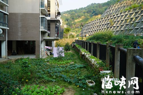 文山里小區(qū)大面積綠地被毀，用于種菜