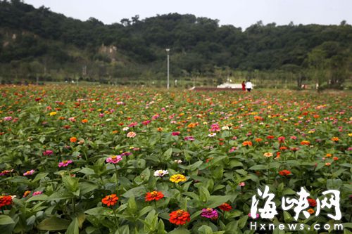 這些擁有歐洲血統的百日草，花朵雖然會小些，但花期更長