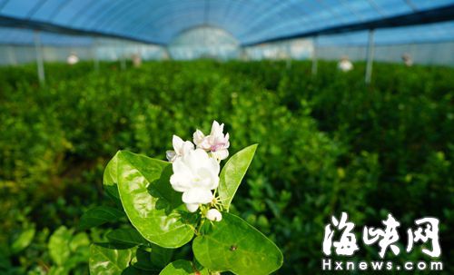 大棚茉莉花，金秋飄香